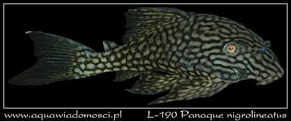 L-190 Panaque nigrolineatus